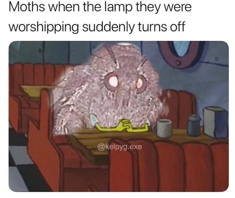 funny memes moth