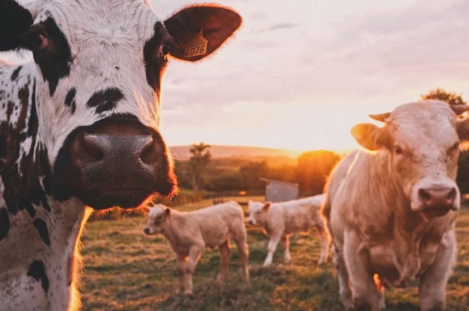 ethical food cows