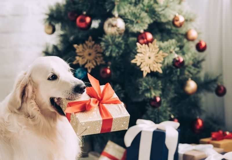 Ways To Celebrate the Holidays With Your Dog