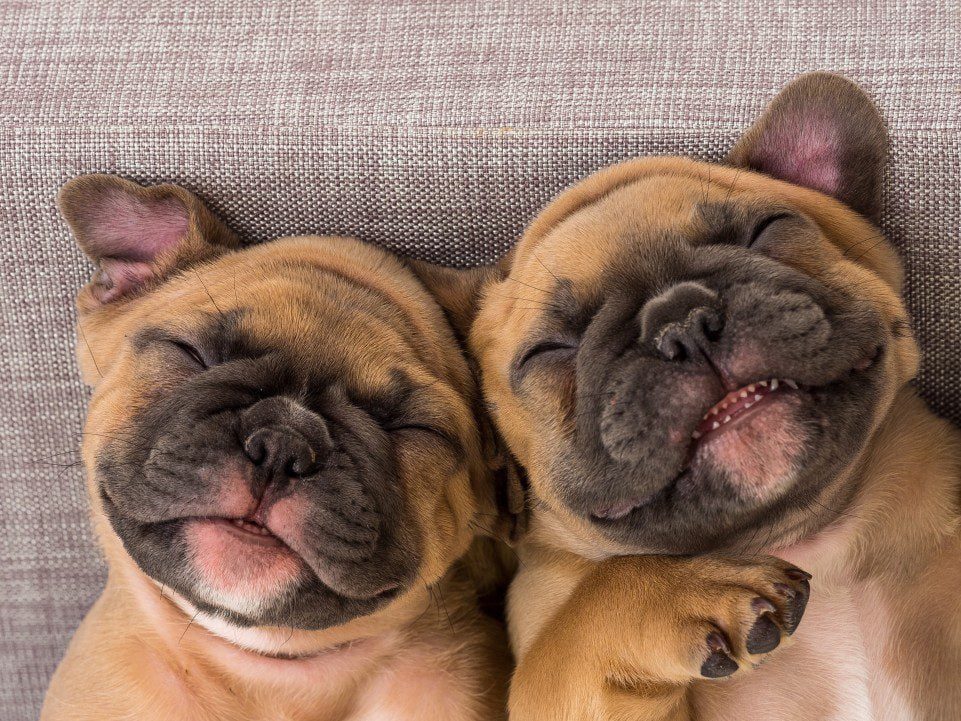 smiling french bulldog puppies t20 yRmYGR 1