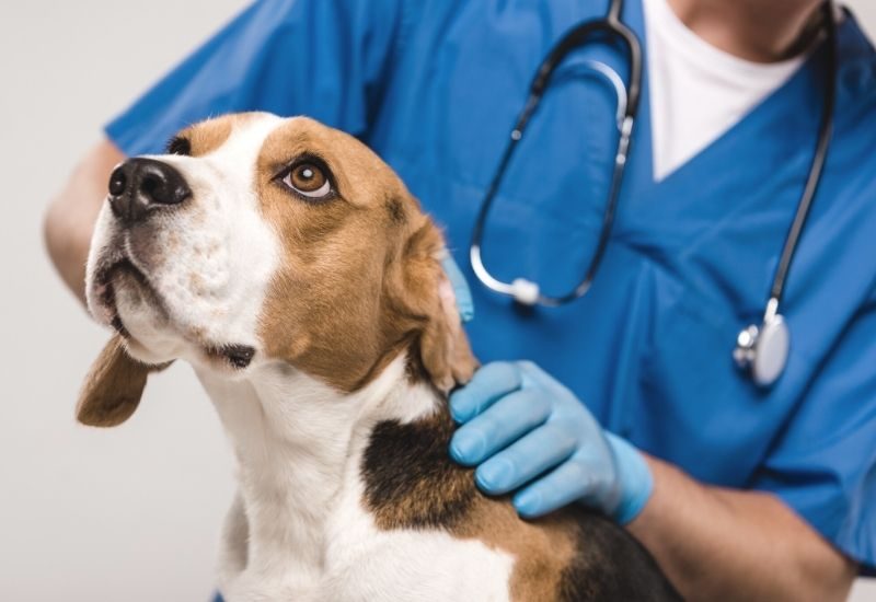 Common Health Problems for Popular Dog Breeds