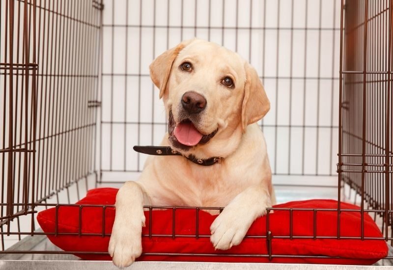 Simple Ways To Help Your Dog Get Used To Boarding