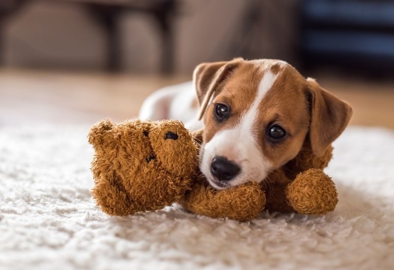 What To Do Before Bringing Home Your New Puppy