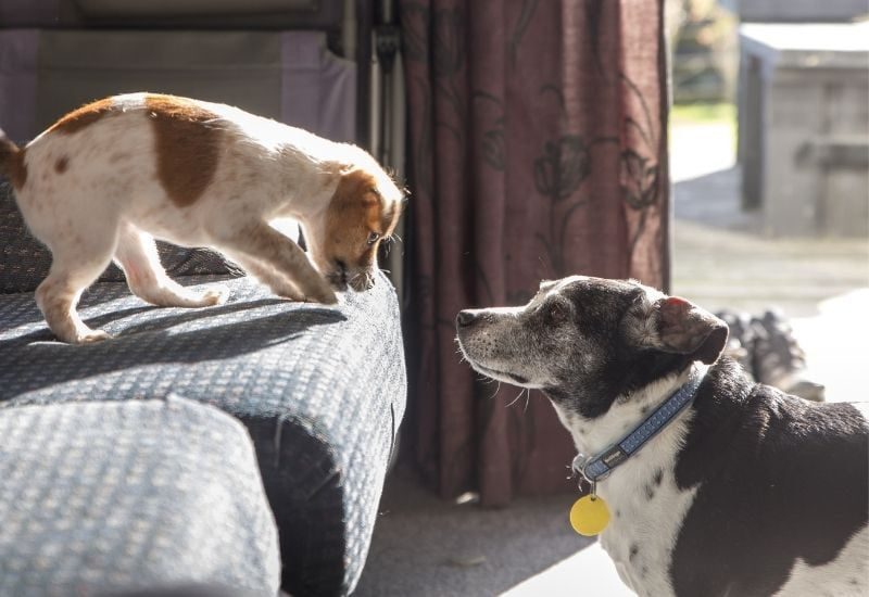 How To Help Your Older Dog Adjust To Other Dogs