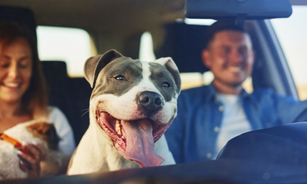 4 Easy Ways To Make Sure Your Dog’s Happy