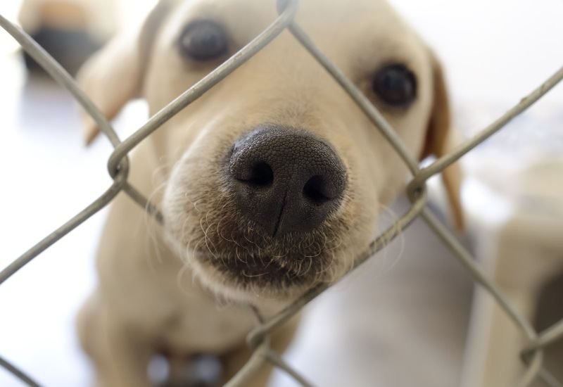 Things You Should Know Before Working at an Animal Shelter