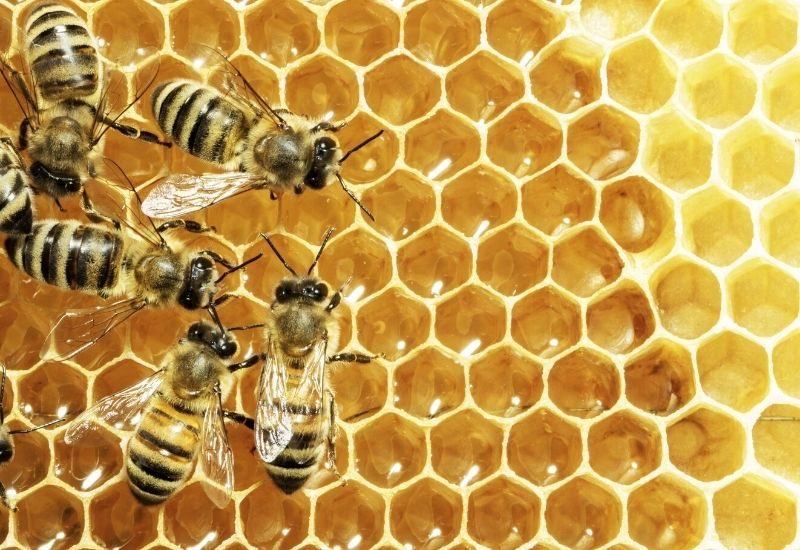 Why You Should Care About Saving Honey Bees