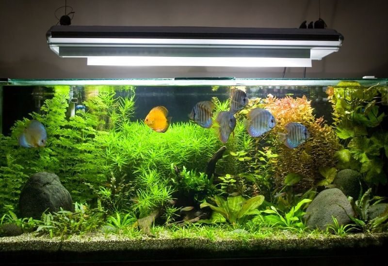 Best Ways To Control Algae Growth in Your Fish Tank
