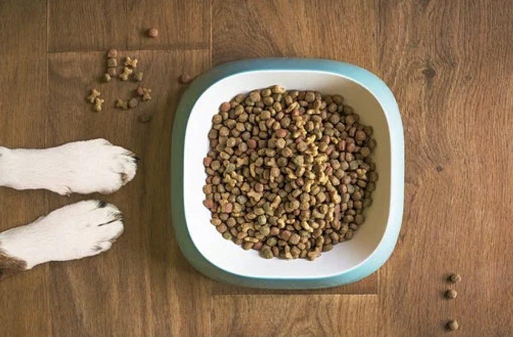 Here Are 5 Best CBD Dog Treats To Try This Winter