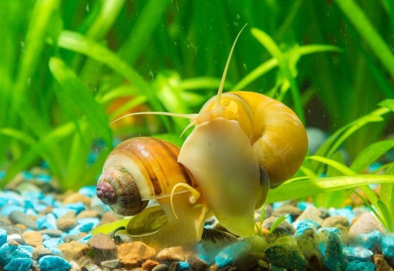 The Pros and Cons of Having Freshwater Snails in Your Tank