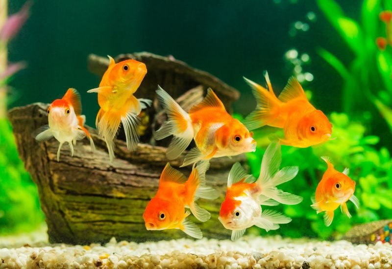 Best way to clean aquarium clearance decorations