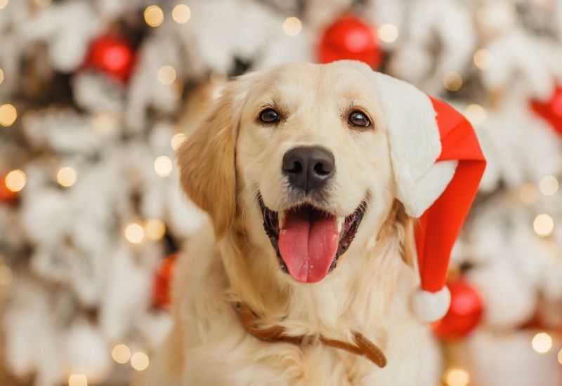 Tips for Getting Good Photos of Your Dog on Christmas