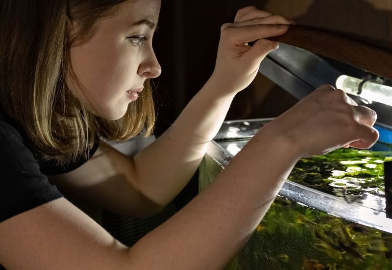 How To Raise Healthy Baby Fish in Your Aquarium