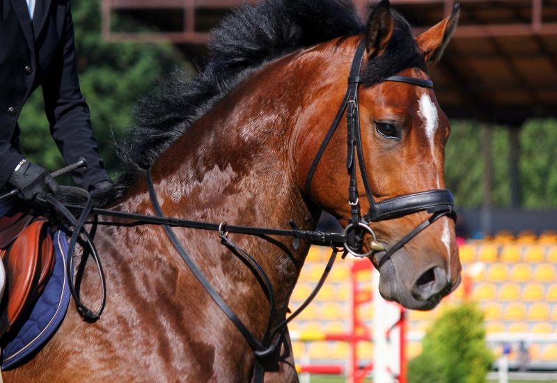 The Essential Guide To Preparing for Your First Horse Show