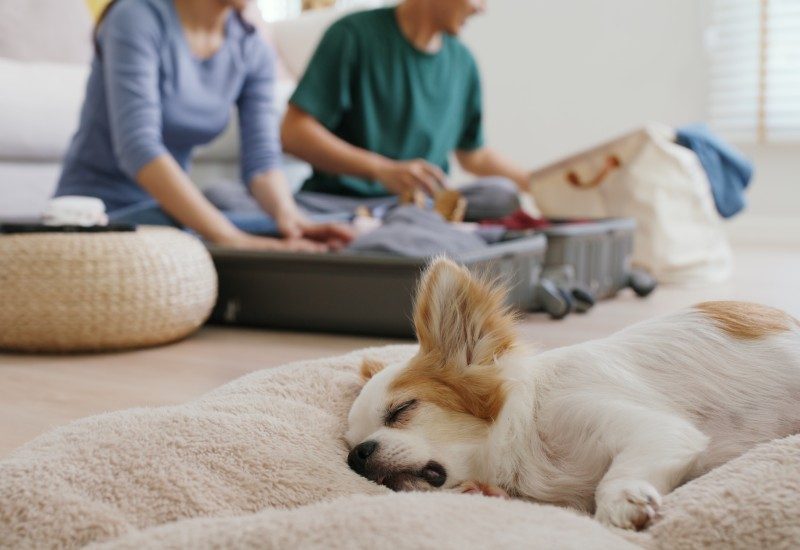 Ways Dog Owners Can Prepare for a Pet-Free Trip
