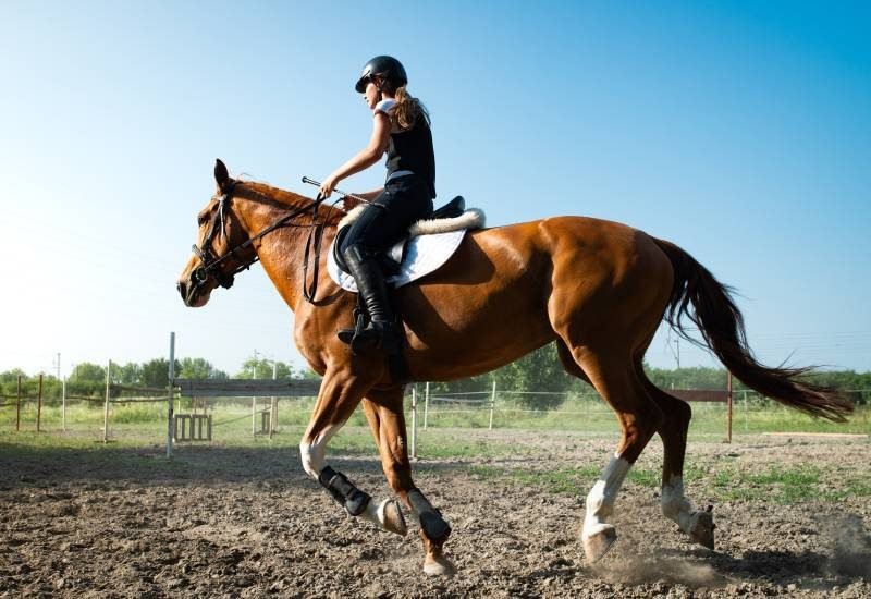 Activities You Can Do With Horses Other Than Riding