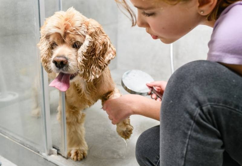 6 Reasons Why Grooming Your Dog Is So Important