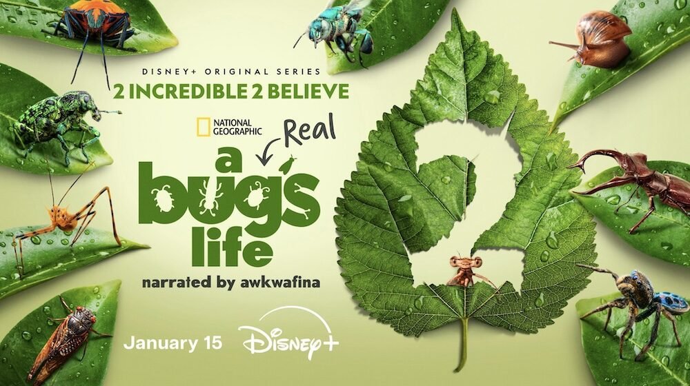 “A Real Bug’s Life” Season 2 Drops Jan 15 on Disney+