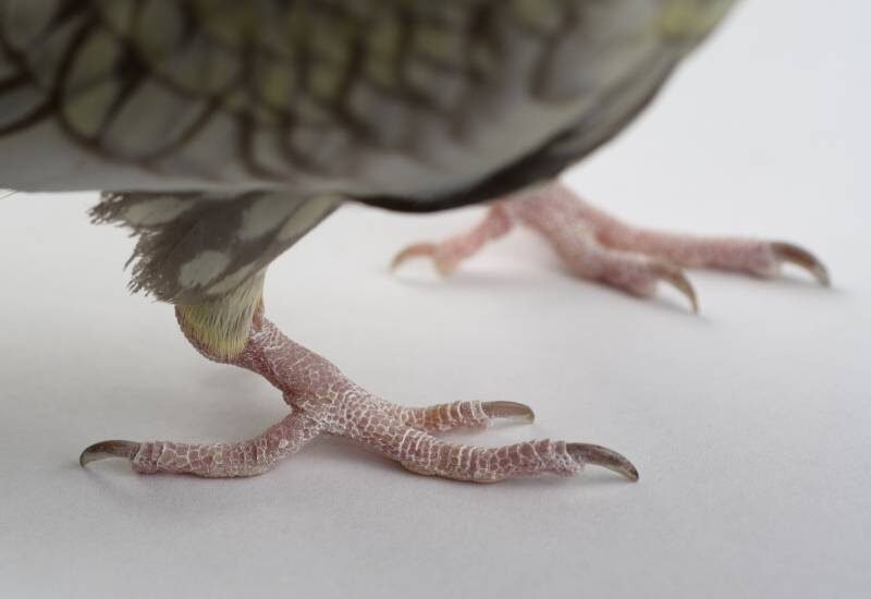 A close-up of a cockatiel's feet, showing scaly skin with nails that are short and have rounded tips.