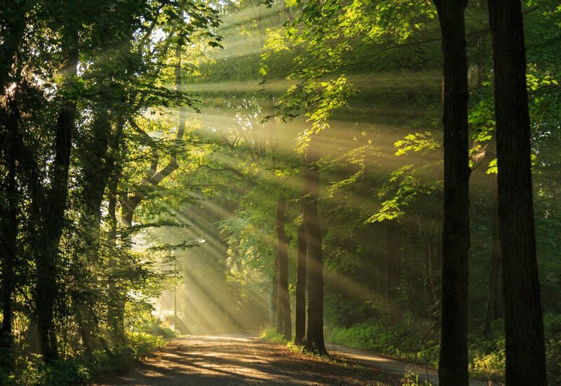 A wide, dirt path appears between a forest of tall, mature trees with green leaves. The sun shines through the trees.