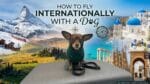 how to fly internationally with a service dog